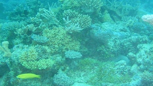 Korallenriff im Bikini-Atoll
