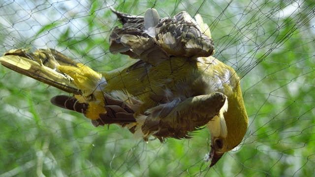 Feinmaschige Netze fange Vögel aller Art - auch wenn sie eigentlich geschützt sind wie dieser Pirol.