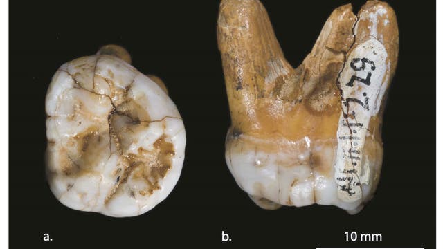 Zahn des Denisova-Menschen