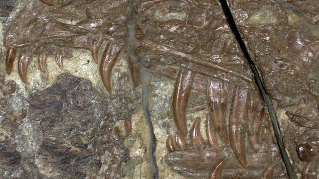 Fossil eines Sinornithosaurus-Kiefers
