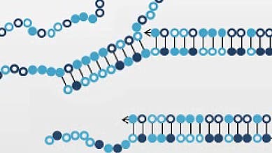 Ein Neuronales Netz aus DNA
