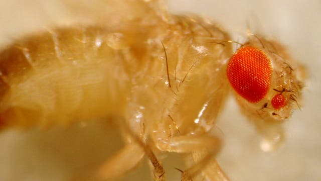 <i>Drosophila</i>