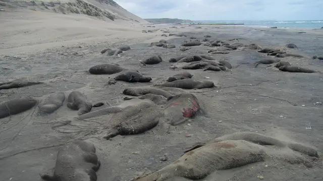 Tote Seeelefanten liegen auf einem einem braunen Sandstrand an der argentinischen Küste, links türmen sich Dünen auf, rechts sieht man das Meer. Der Himmel ist bewölkt