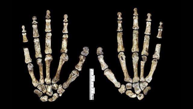 Hand des Homo naledi 