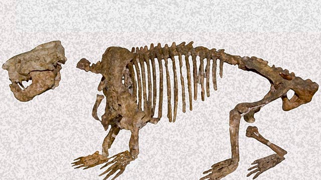<em>Ernanodon-antelios</em>-Fossil