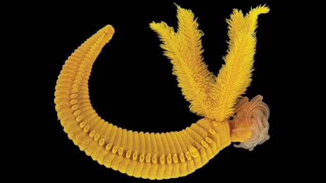 Makroaufnahme eines gelben Tiefseewurms vor schwarzem Hintergrund: Links ist der geriffelte Wurmkörper, in dessen Mitte noppenartige Punkte verlaufen. Am rechten Ende des Wurms ragen drei federartige Strukturen senkrecht nach oben, nach rechts sind ebenfalls noch faserartige Schüre zu sehen, die verquirlt wirken.
