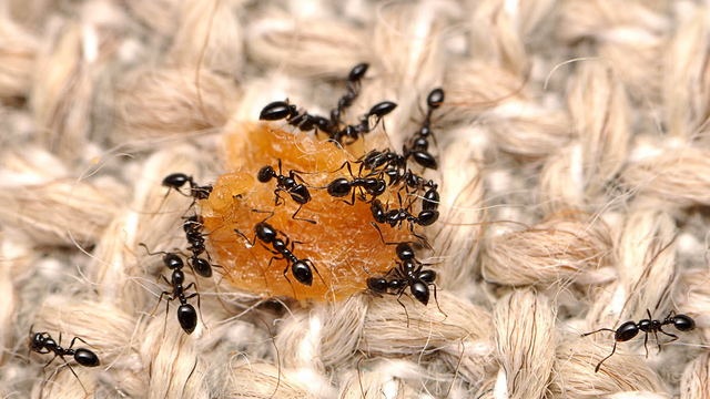Monomorium-minimum-Ameisen haben Hunger