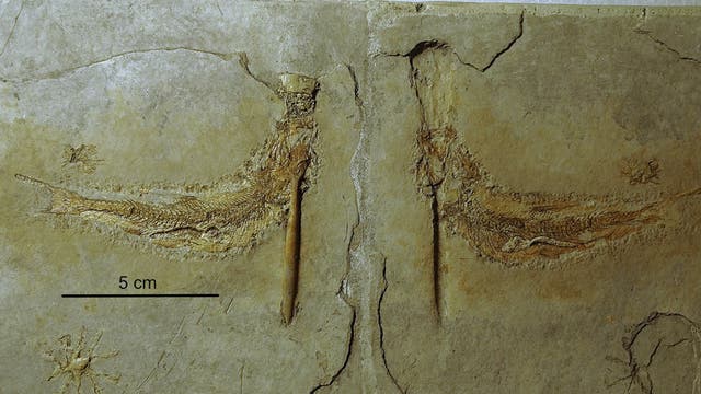 Fossil einer prähistorischen Kreatur in einer Steinplatte, die zwei symmetrische, flügelartige Strukturen zeigt. Die Oberfläche des Steins ist bräunlich und weist Risse auf. Eine Maßstabsleiste von 5 cm ist sichtbar. Die Textur des Fossils ist detailliert und zeigt feine Linien und Muster.