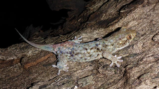 Ein kleiner Gecko mit großen Schuppen