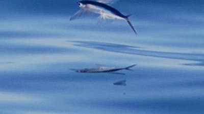 Fliegender Fisch im Bermuda-Dreieck