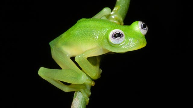 Kermit in echt: Neuer Glasfrosch aus Costa Rica