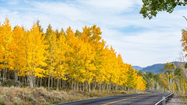 Zitterpappelwald im US-Bundesstatt Utah