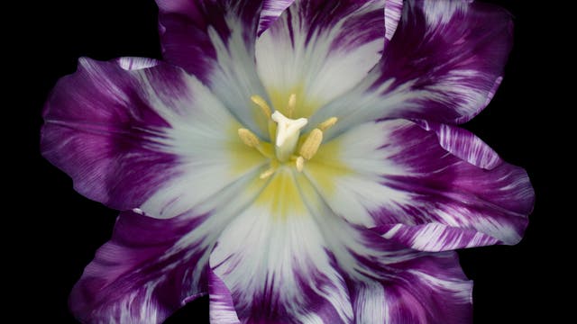 Gestreifte Tulpen sind besonders populär als Zierpflanzen