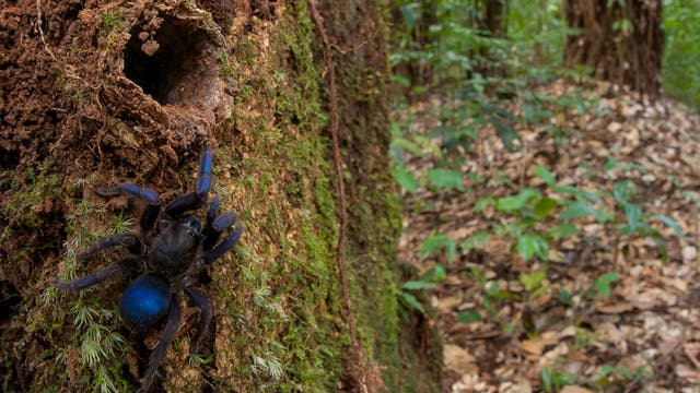 Stahlblaue Vogelspinne im Regenwald Guayanas