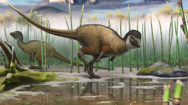 Womöglich trugen schon frühe Dinosaurier Federn