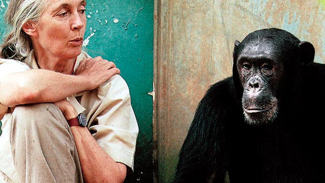 Jane Goodall und Schimpanse Freud