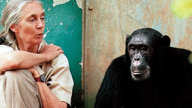Jane Goodall und Schimpanse Freud