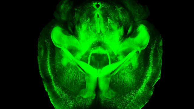 Mäusehirn in Grün 