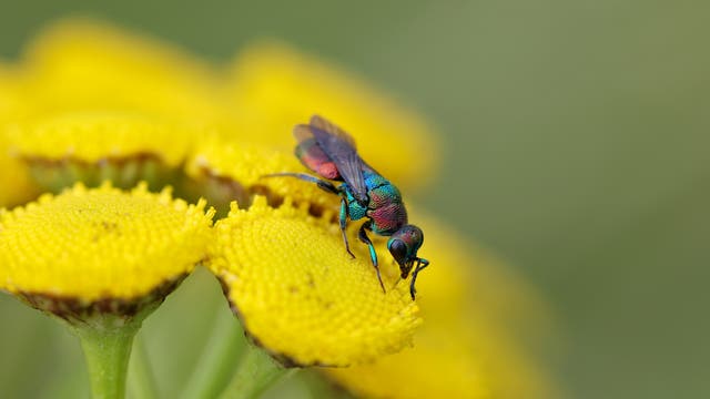 Eine schillernde, metallisch glänzende Wespe sitzt auf einer gelben Blüte. Die Wespe hat einen blau-grünen Körper mit rötlichen Flügeln. Der Hintergrund ist unscharf und grün, was den Fokus auf die Wespe und die Blüte lenkt.