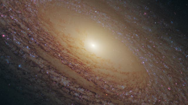 Spiralgalaxie NGC 2841