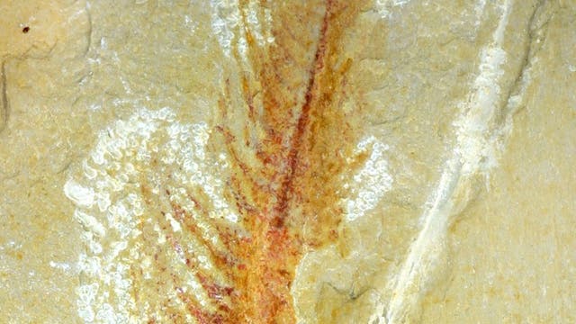 Kambrisches Fossil aus China