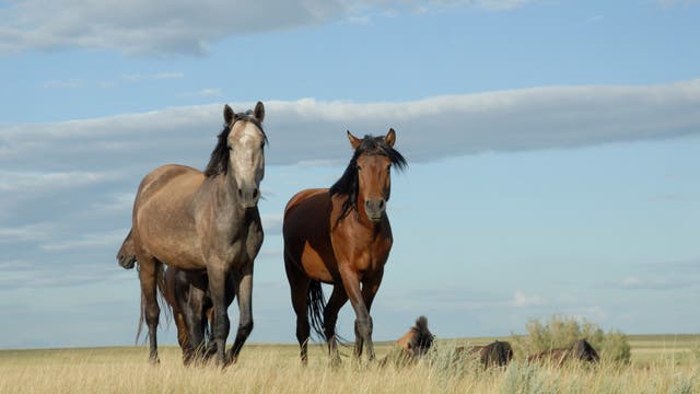Pferde der eurasischen Steppe