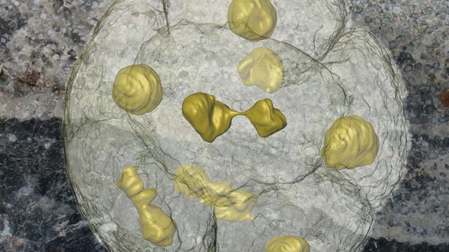 Fossile Zellen mit Zellkern
