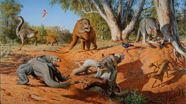 Australiens Megafauna bestand aus riesigen Kängurus, tonnenschweren Wombats, autogroßen Schildkröten und gewaltigem Geflügel