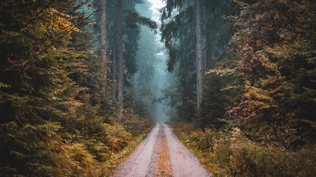 Eine Fahrstraße durch einen dunklen, dichten Wald