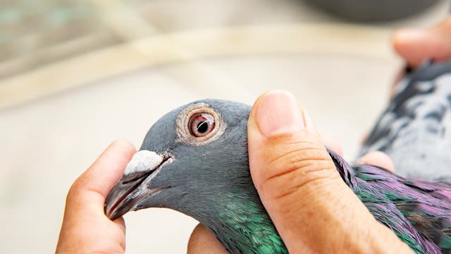 Tauben - Briefträger mit dem »bösen Blick«