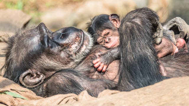 Schimpansin hält Baby im Arm