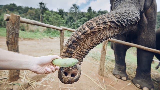 Elefant frisst Banane