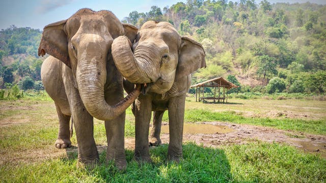 Asiatische Elefanten beschnüffeln sich gegenseitig