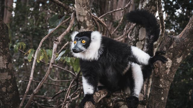 Schwarzweiße Varis leben nur auf Madagaskar