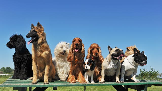 Verschiedene Hunderassen stehen bei schönem Wetter auf einem Podest