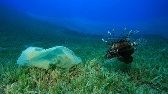 Feuerfisch inspiziert Plastiktüte im Meer (Symbolbild)