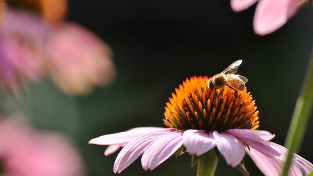 Honigbiene an Echinacea