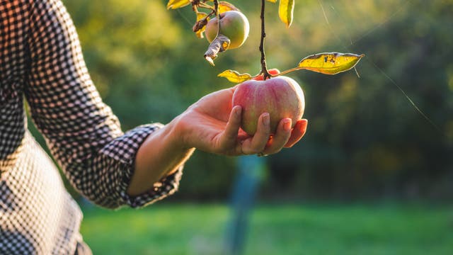 Frau greift nach einem am Baum hängenden Apfel