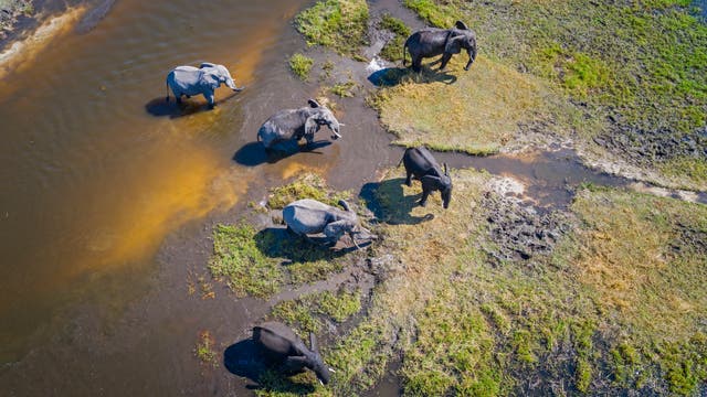 Elefanten im Moremi-Naturpark im Okavango-Delta