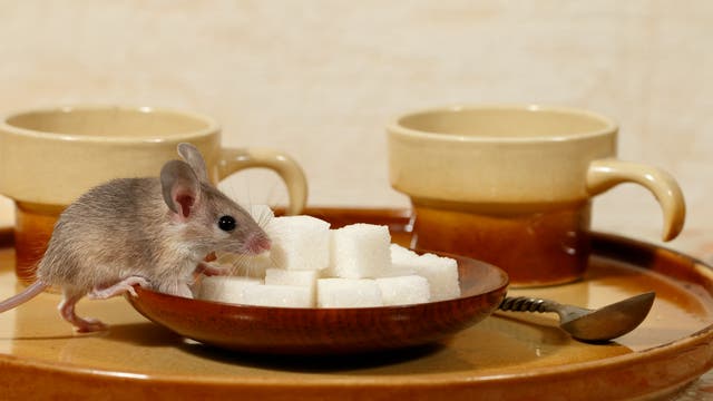 Auch Mäuse können Diabetes bekommen