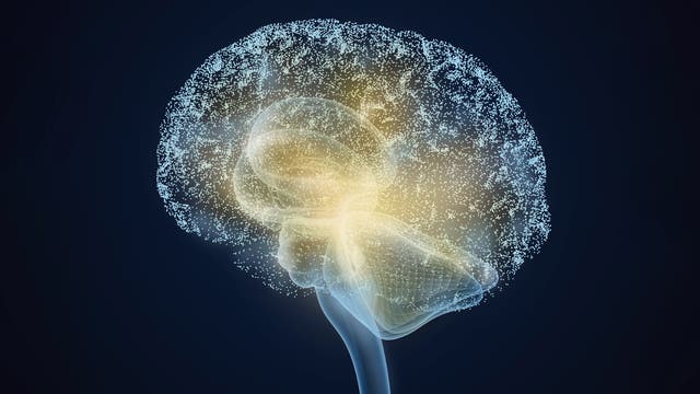 Menschliches Gehirn-Modell mit Thalamus