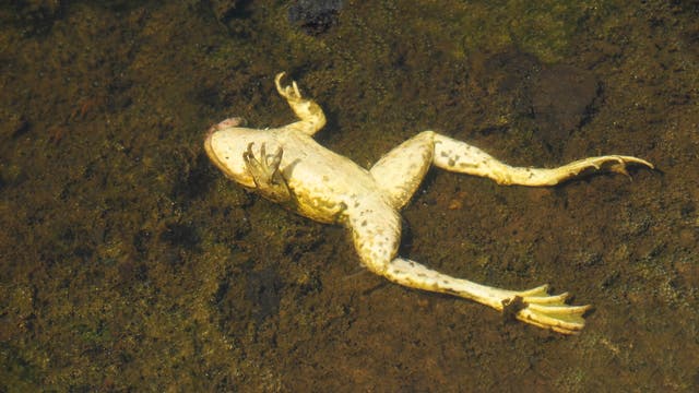 Ein toter Frosch schwimmt mit dem Bauch nach oben im Wasser.