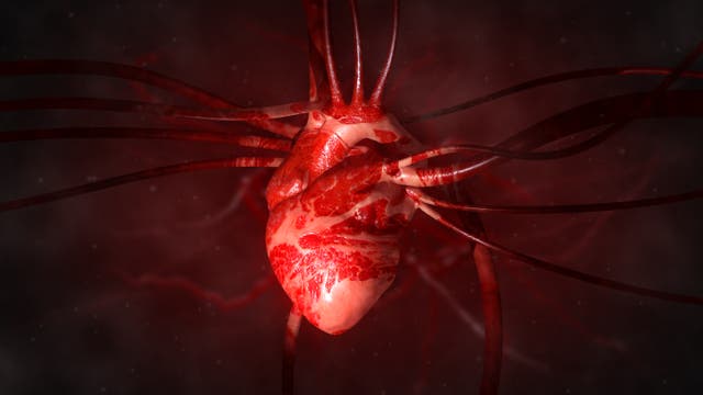 Illustration eines Herzens mit Venen und Arterien