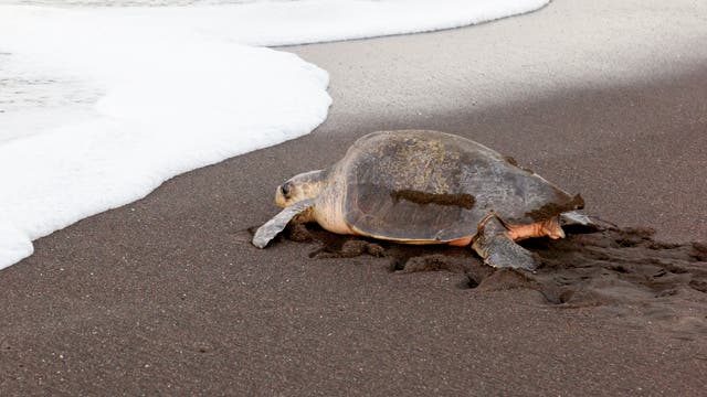 Eine Pazifische Bastardschildkröte an der Küste von Costa Rica. Tiere dieser Art sind in Mexiko an Weihnachten 2019 verendet.