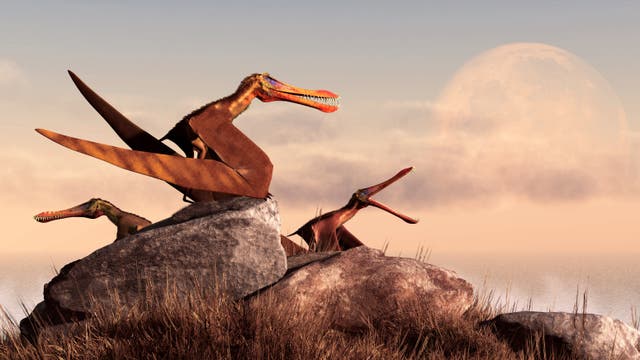 Anhanguera-Pterosaurier (Rekonstruktion)