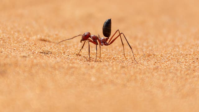 Eine Ameise auf Sand.