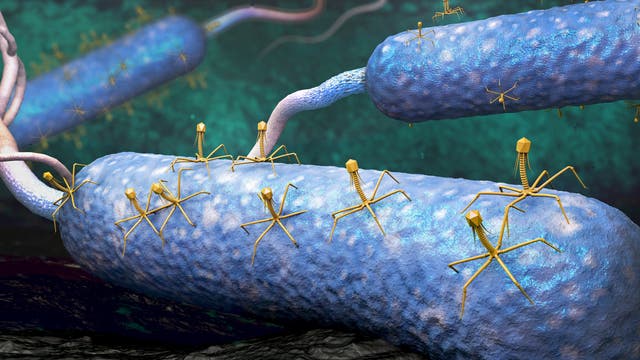 Phagen attackieren Bakterienzellen