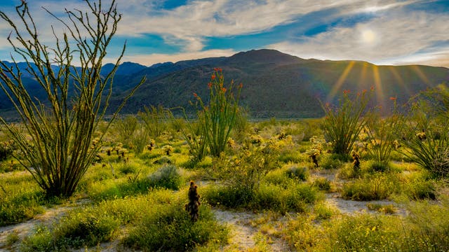 Arten- und pflanzenreiche Sonora-Wüste im Anza-Borrega-Schutzgebiet