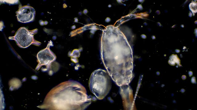 Unzählige Kleinstlebewesen des Zooplanktons schwimmen Nacht für Nacht aus den Tiefen des Meeres an die Oberfläche und dann wieder zurück.