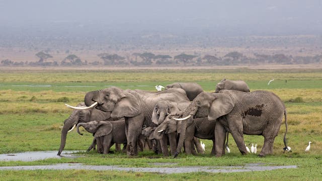 Elefanten im Amboseli-Nationalpark